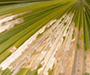 Palm frond with damage