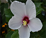 native hibiscus flower