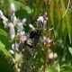 Bumble Bees: Bombus pennsylvanicus