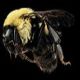 Bumble Bees: Bombus bimaculatus