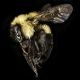 Bumble Bees: Bombus griseocolis