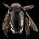 Carpenter Bees: Xylocopa micans