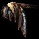 Carpenter Bees: Xylocopa virginica