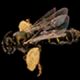 Fairy Bees: Perdita bradleyi