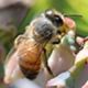 Honey Bees: Apis mellifera