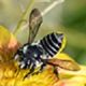 Leafcutter Bees: Megachile spp.
