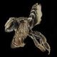 Leafcutter Bees: Megachile integrella