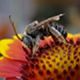 Long-horned Bees: Melissodes spp.