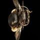Long-horned Bees: Melissodes bimaculatus