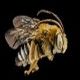Long-horned Bees: Melissodes communis