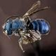 Mason Bees: Osmia chalybea