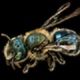 Mason Bees: Osmia atriventris