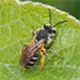Mining Bees: Andrena spp.