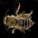 Mining Bees: Andrena banksi