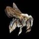 Mining Bees: Andrena barbara