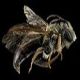 Mining Bees: Andrena confederata