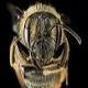 Mining Bees: Andrena cressonii