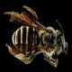 Mining Bees: Andrena fulvipennis