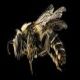 Plasterer Bees: Colletes thoracicus