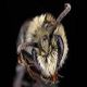 Plasterer Bees: Colletes brimleyi