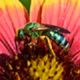 Sweat Bees: Agapostemon splendens
