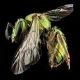 Sweat Bees: Augochlorella aurata