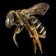 Sweat Bees: Halictus poeyi