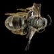 Sweat Bees: Lasioglossum floridanum