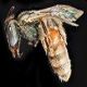 Sweat Bees: Lasioglossum nymphale
