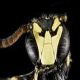 Yellow-faced Bees: Hylaeus georgicus
