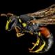 Yellow-faced Bees: Hylaeus ornatus