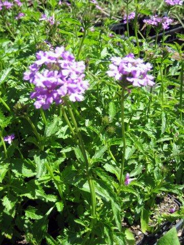 Tampa vervain
