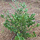 Distylium