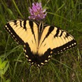 Eastern Tiger Swallowtail 