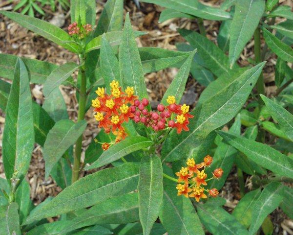 Milkweed