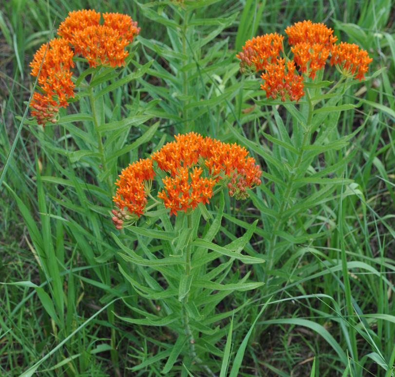 Butterflyweed