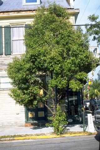 Jamaica Caper Tree