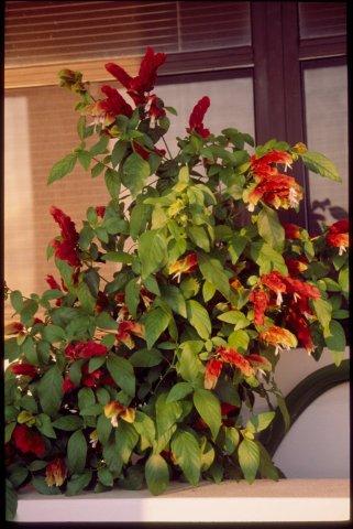 Shrimp Plant