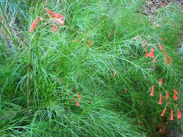 Firecracker Plant