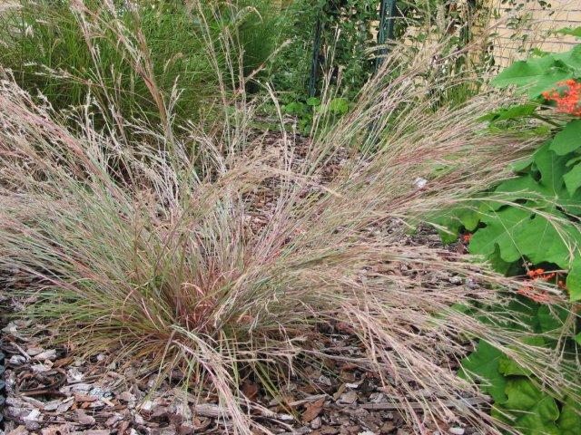 Little Blue Stem Grass