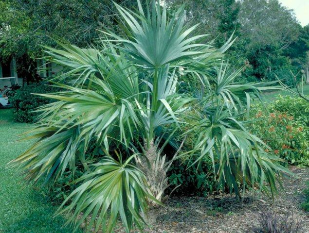 Brittle Thatch Palm