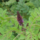 False Indigo Bush