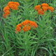 Butterflyweed