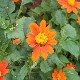 Mexican Sunflower