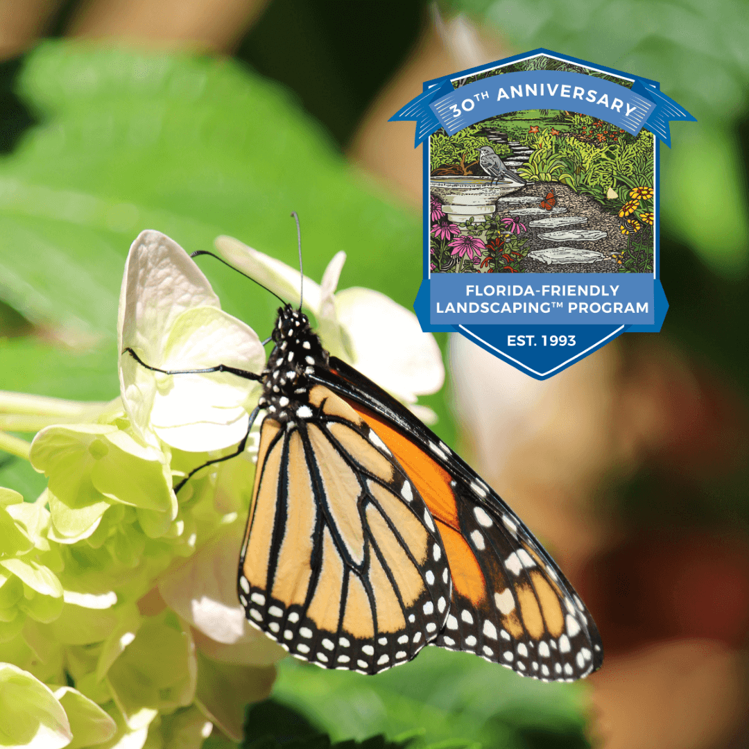 Monarch butterfly on flower with FFL anniversary banner
