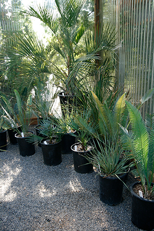 Planting Palms