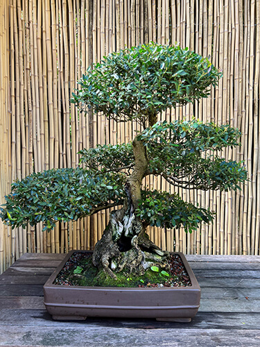 Bonsai - Florida-Friendly Landscaping™ Program - University of Florida,  Institute of Food and Agricultural Sciences - UF/IFAS