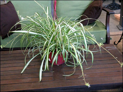 Caring for your Spider Plant (Chlorophytum Comosum) – Ana Hana Flower