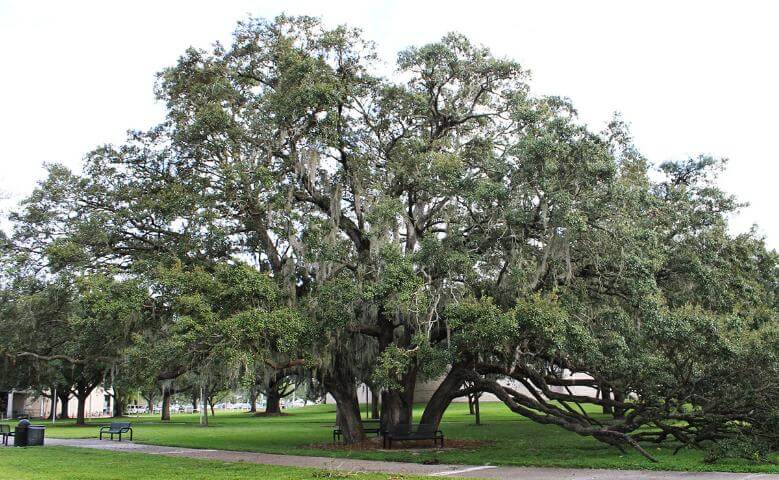 Live oak trees