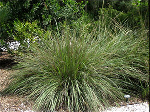 Fakahatchee grass